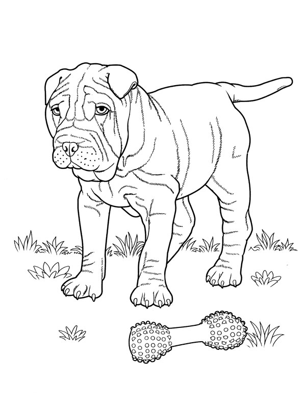 coloriage chien shar pei
